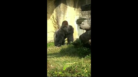 Gorilla funny video