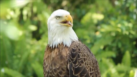 Best Eagles; World s Largest and Biggest, Part 2, Bald and Golden Eagles!