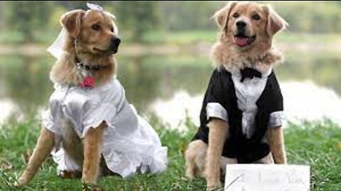 My Dogs' Wedding