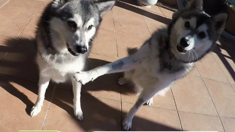 Cosmo and Cody two Mini-Huskies making tricks