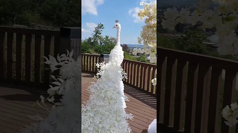 Red Carpet Wedding ceremony - peacock view - #wedding #diywedding