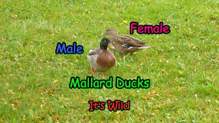 Male & Female Mallard Ducks