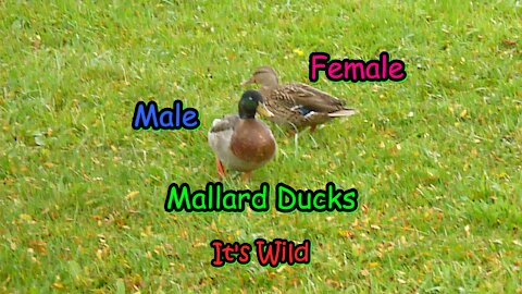Male & Female Mallard Ducks