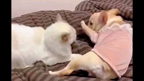 Cat and Dog funny moments_😂😂 trending video