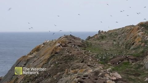 Plentiful puffins fly around the Newfoundland cliffs