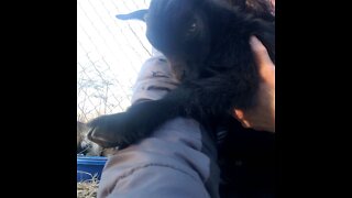 Baby Goat Loves to Snuggle