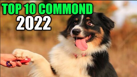 Viral video.dog training video.10 commond Essential.Every should know