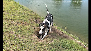 Funny Great Dane Digs A Hole In Slow Motion