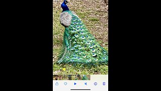 Mr Peacock is hoping for a little romance!!!