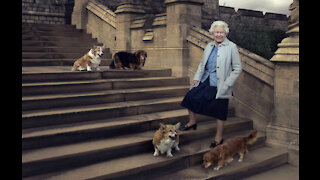 Queen Elizabeth has two new dogs