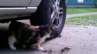A Cat Chases A Mouse Around A Car Wheel