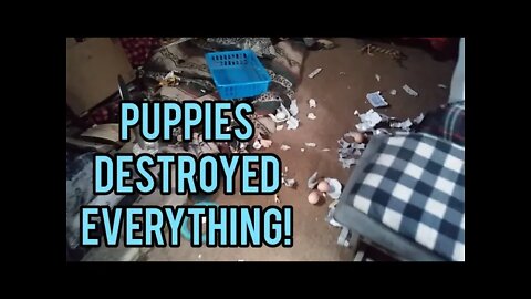 The Puppies Destroyed Everything! - Ann's Tiny Life