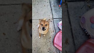 Shiba Inu tricks 🦴