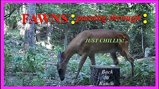 A couple fawns and a doe passing back and forth!