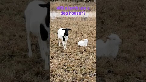 WILL A LAMB USE A DOGHOUSE?? #animals #homesteading #farming
