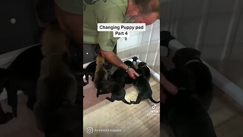 The most important step in changing a puppy pad, snuggle time