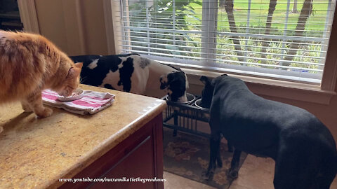 Happy Cat And Great Danes Enjoy Eating Breakfast Together