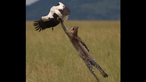 Watch how a cheetah hunts its prey