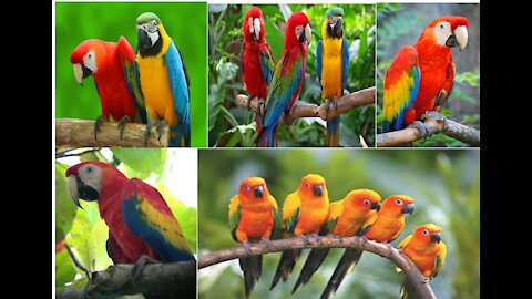 8 Most Beautiful Macaws on Planet Earth