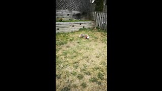 Yorkie playing soccer