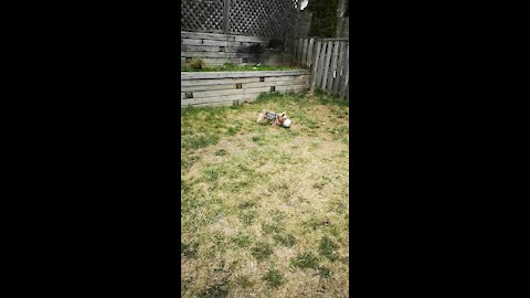 Yorkie playing soccer
