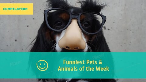 animels laugh funy moments