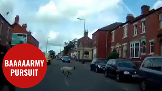 Police were given the runaround after trying to catch a loose sheep