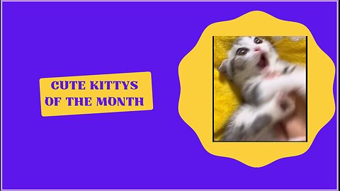 Cute Kittys of the month!