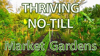 Our Market Gardens and Syntropic System are THRIVING! A brief Early-Spring Update!