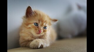 Animal Foundation seeks foster families for kittens