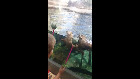 Dizzy Otters
