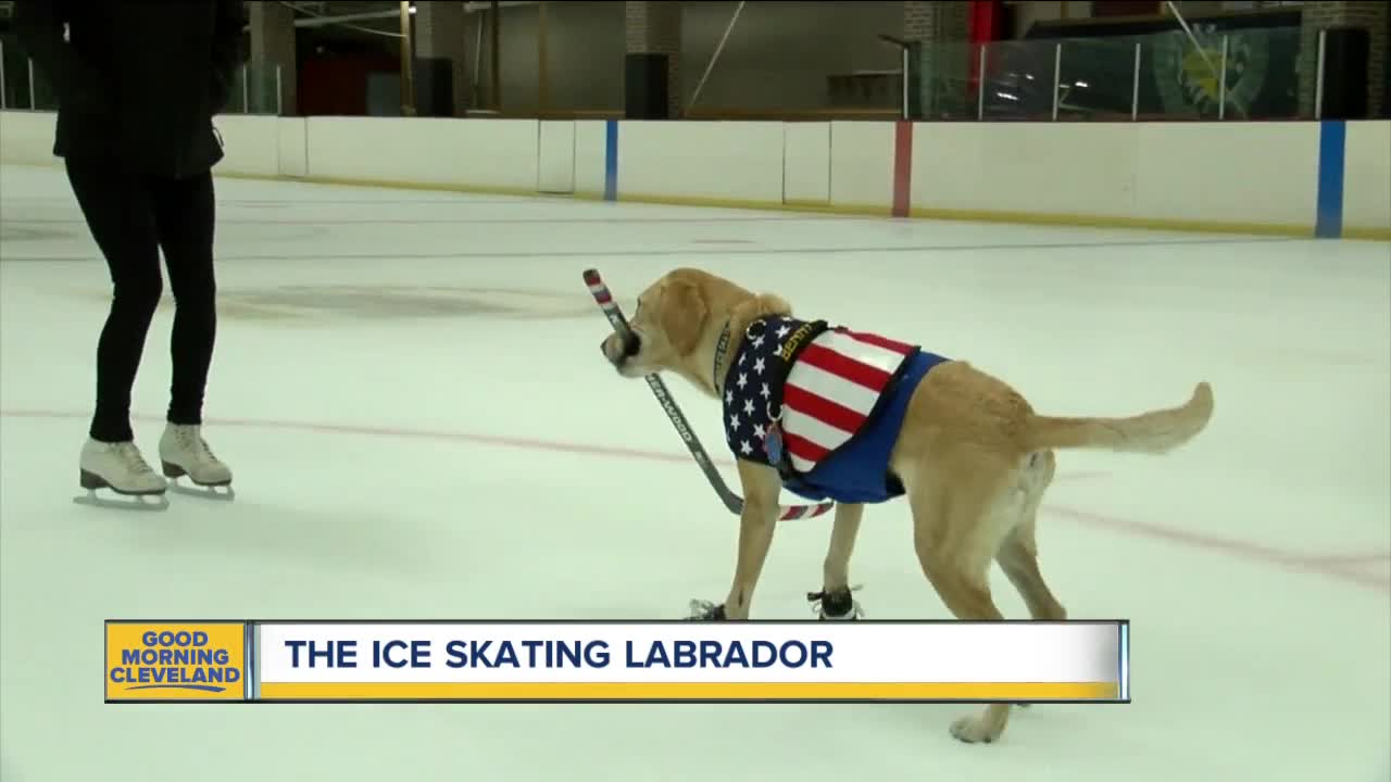 Meet Benny, the ice-skating dog