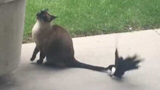 Bird won't leave cat's tail alone!