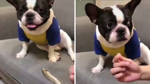 Mind blowing expression of pug when his owner prank on him.