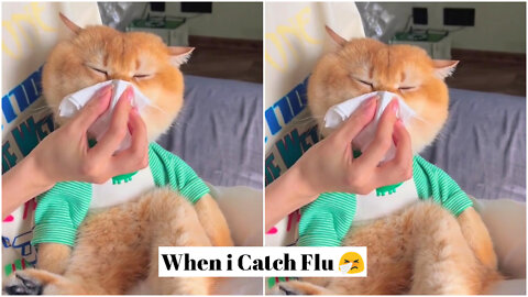 What i Catch Flu 🤧 | Cute little kitty | Funny Cat Videos