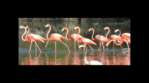 Pink Flamingos Birds - Cuba - Cayo Coco