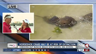 Horseshoe crabs at risk of extinction, FWC asks Floridians to help track them - 7:30 live report