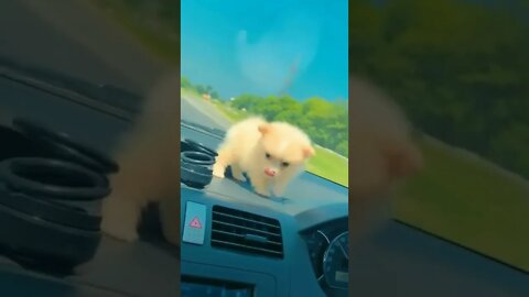 cute dog in car 😍 #cutepuppy #shorts #viralshorts #meme #mixing song 🤣