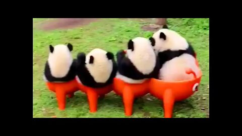 Ethiopian Funny and Cute Panda Videos 🐼 Animal Videos The Cute Animals