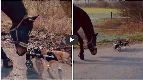 Paraplegic dog meets friendly horse, instantly become buddies