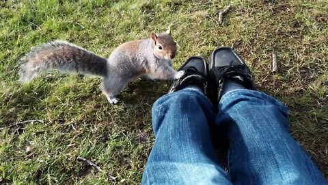 【りす観察】ひざの上のピーナッツをを取りに来るリスがかわいい♪/The squirrel that comes to eat the peanuts on my lap is so cute♪