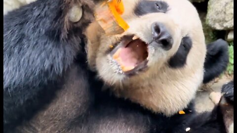 Giant panda: Lie down and eat slowly!