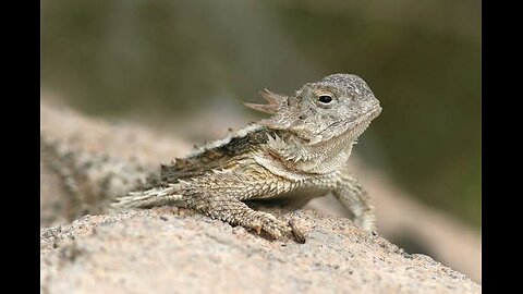 "Meet the Horned Lizard: Nature's Little Dragon"🐲🐉🦎