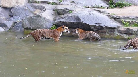 Indochinese tiger cubs engage in a water ballet at Tierpark Berlin