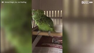 Papagaio expressa um misto de emoções