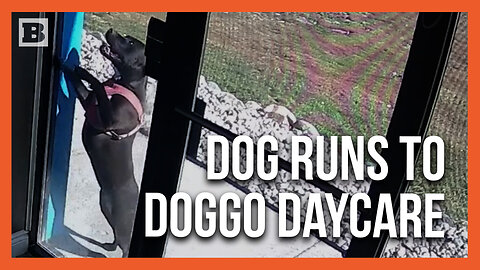 Homeward Bound! Dog Runs Over a Mile to Doggy Daycare After Fleeing Car Accident