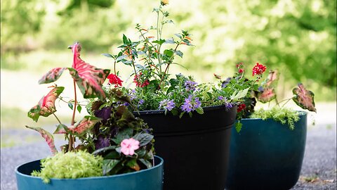 The Container Gardening Project - A New Beginning