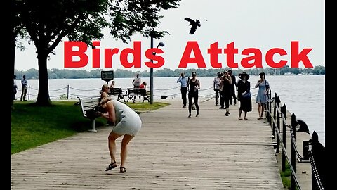 Birds Attacking People