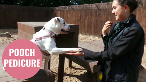 Dog enjoys daily foot spa with her canine carer