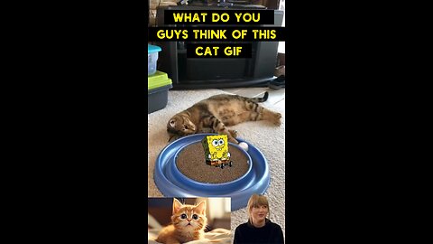 Cute Cat Gif